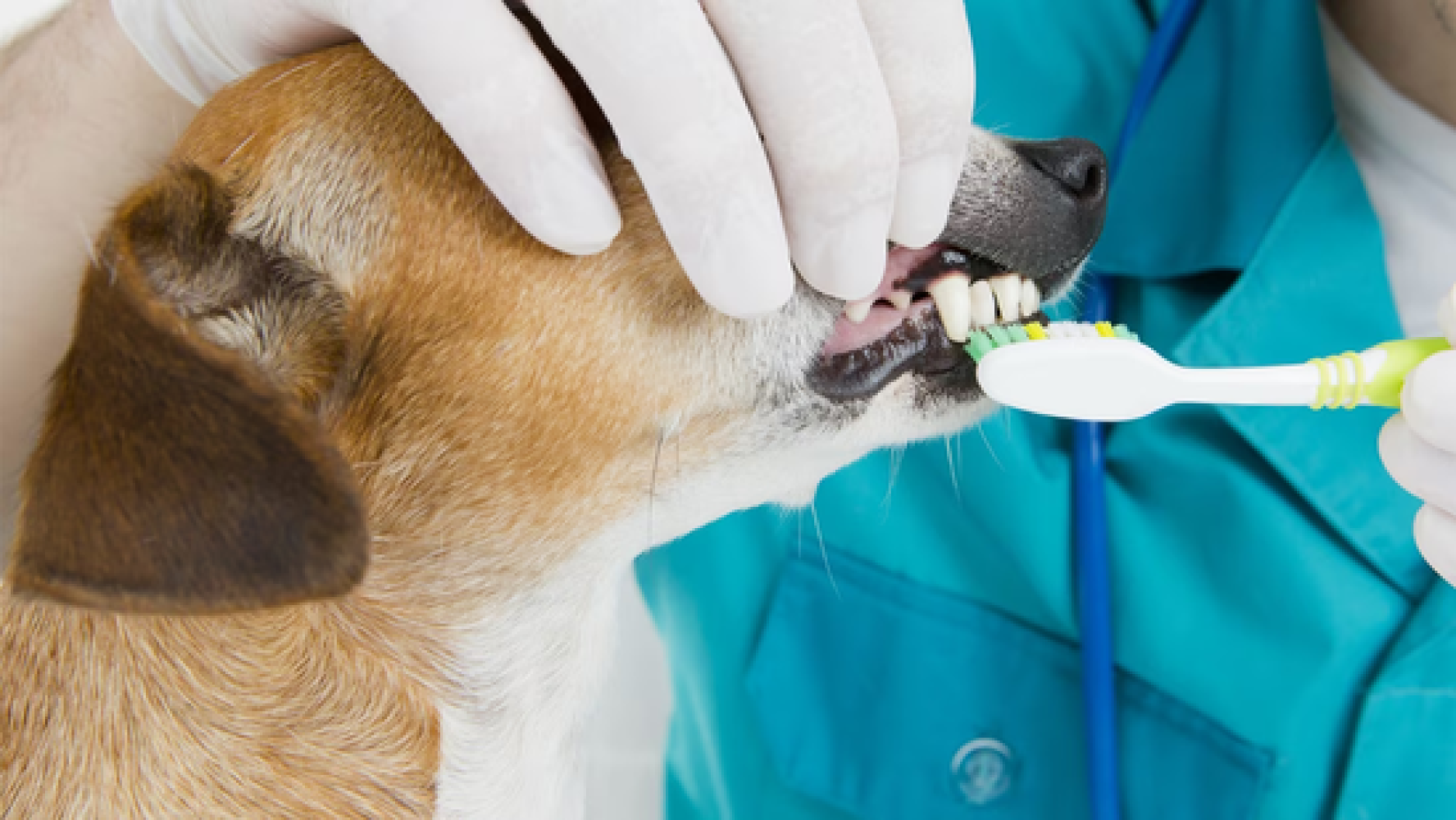 Maintain Your Pet Smile: The Importance of Veterinarian Dental Care | Bewell Animal Hospital