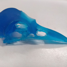 Picture of print of American Crow Skull