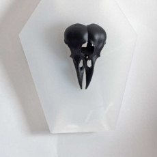 Picture of print of American Crow Skull
