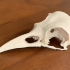 American Crow Skull print image