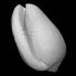 Cowrie shell image