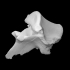 Deer thoracic vertebra image