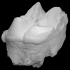 Franklin court mastodon tooth image
