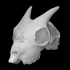 Pygmy goat skull image