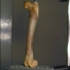 Raccoon femur (right) image