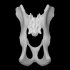 Raccoon pelvis image