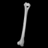 Right humerus of a fox image