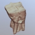 Camelops Upper Molar (VCU_3D_2881) image