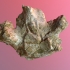 Pathological Mastodon Vertebra (VCU_3D_2896) image
