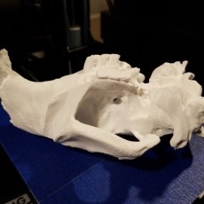 Picture of print of 3001 Beaver Skull