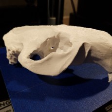 Picture of print of 3001 Beaver Skull