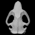 3001 Beaver Skull image