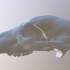 Bear Skull image