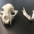 Bobcat Skull print image