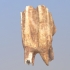 Cow Tooth image