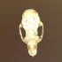 Guinea Pig Skull image