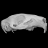 Guinea Pig Skull image