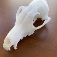 Picture of print of Red Fox Skull