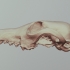 Red Fox Skull image