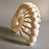 Bone Nautilus image