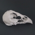 Chicken Skull image