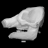 Mastodon skull without tusks image