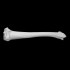 Guinea pig right tibia image