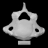 Pirello Mastodon Cervical Vert image