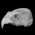 Sharp Shinned Hawk Skull image
