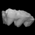 Mastodon Molar image