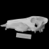 Extinct Peccary Skull image