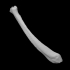 Guinea Pig Right Tibia image