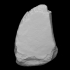 Mastodon Right External Cuneiform image