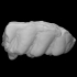 Gomphothere Molar image
