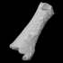 Mastodon Tibia image
