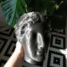 Picture of print of Marble Head of a Sphinx