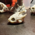 Snapping Turtle Skull image