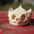 Snapping Turtle Skull image