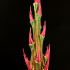 Tabletop plant: "Rhododendron Nostril 3" (Alien Vegetation 27) image