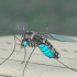 Mosquito Robot image