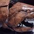 Dunkleosteus Fossil print image