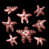 Starfish image
