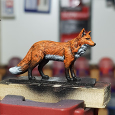Picture of print of Red Fox