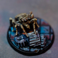 Picture of print of Giant Jumping Spiders