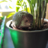 Hedgehog image
