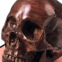 Anatomical Human Male Skull | Foundation Series image
