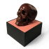 Anatomical Human Male Skull | Foundation Series image