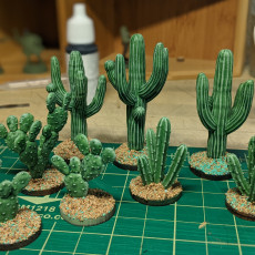 Picture of print of Cactuses