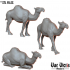 Camels image