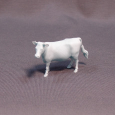 Picture of print of Young cow
